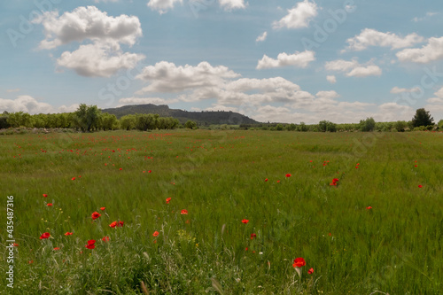 A field of red poppies inside a green field of wheat and the background is a blue sky with some white clouds.