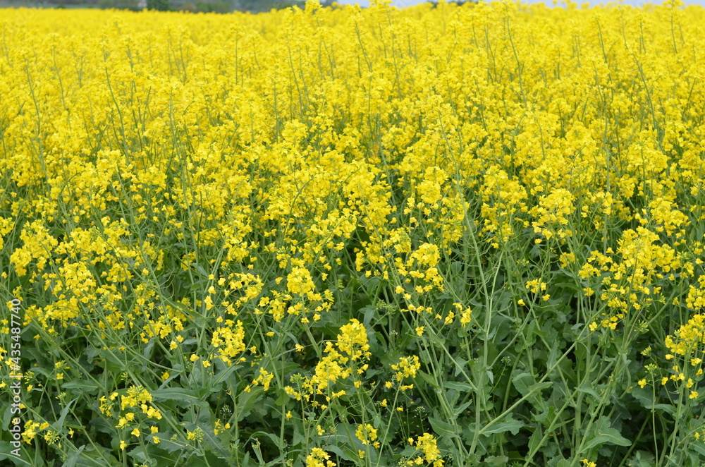 pola, kwiat, zółty, charakter, jary, kwiat, roślin, lato, hayfield, rolnictwa, zieleń, kwiat, olej rzepakowy, farma, krajobraz, gwałt, niebo, gras, kwiat, beuty, nafta, obszarów wiejskich, barwa, nasi pola, kwiat, zółty, charakter, jary, kwiat, roślin, lato, hayfield, rolnictwa, zieleń, kwiat, olej rzepakowy, farma, krajobraz, gwałt, niebo, gras, kwiat, beuty, nafta, obszarów wiejskich, barwa, nasi
