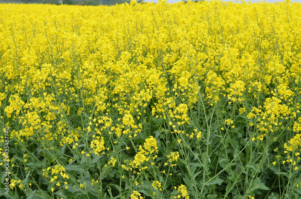 pola, kwiat, zółty, charakter, jary, kwiat, roślin, lato, hayfield, rolnictwa, zieleń, kwiat, olej rzepakowy, farma, krajobraz, gwałt, niebo, gras, kwiat, beuty, nafta, obszarów wiejskich, barwa, nasi