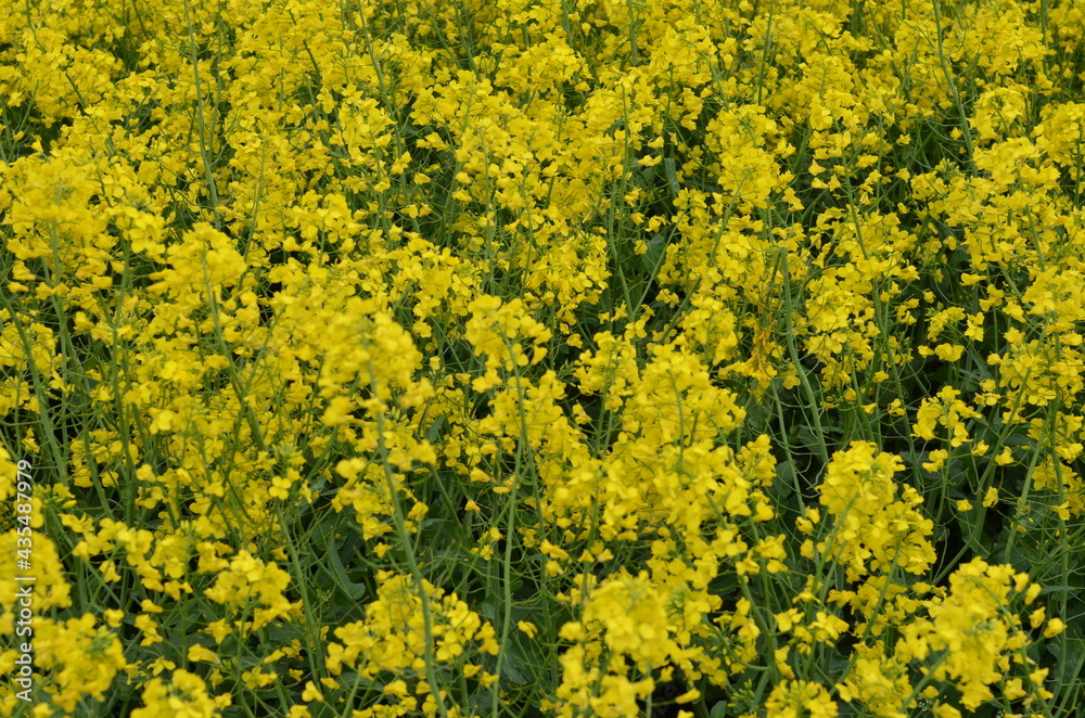 pola, kwiat, zółty, charakter, jary, kwiat, roślin, lato, hayfield, rolnictwa, zieleń, kwiat, olej rzepakowy, farma, krajobraz, gwałt, niebo, gras, kwiat, beuty, nafta, obszarów wiejskich, barwa, nasi pola, kwiat, zółty, charakter, jary, kwiat, roślin, lato, hayfield, rolnictwa, zieleń, kwiat, olej rzepakowy, farma, krajobraz, gwałt, niebo, gras, kwiat, beuty, nafta, obszarów wiejskich, barwa, nasi