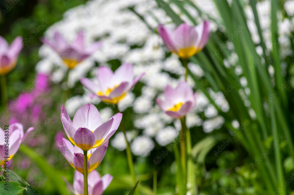 Tulipa saxatilis bright pink yellow flowering cretan tulip flowers, springtime beautiful ornamental rock plants in bloom