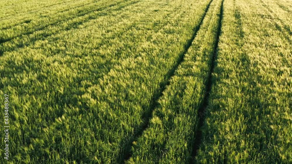 Green field in rural area. Landscape of agricultural cereal fields. Green field in rural area. Landscape of agricultural cereal fields.