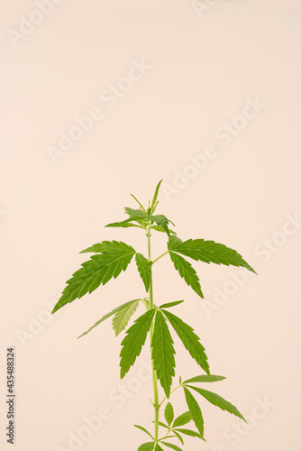 cannabis plant on a beige background