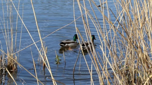 Two ducks dive synchonously into the lake for food, funny