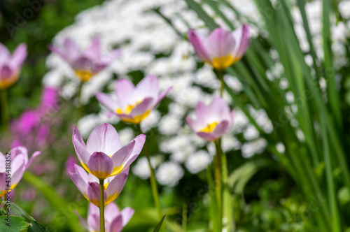 Tulipa saxatilis bright pink yellow flowering cretan tulip flowers  springtime beautiful ornamental rock plants in bloom