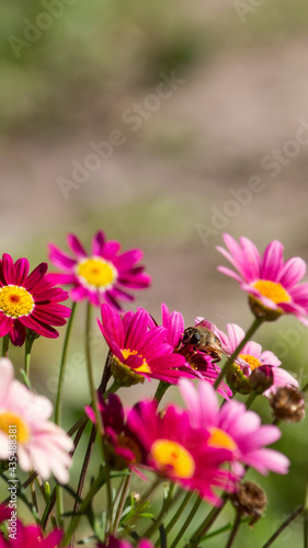 pink flowers in the garden with bees © Joaqun