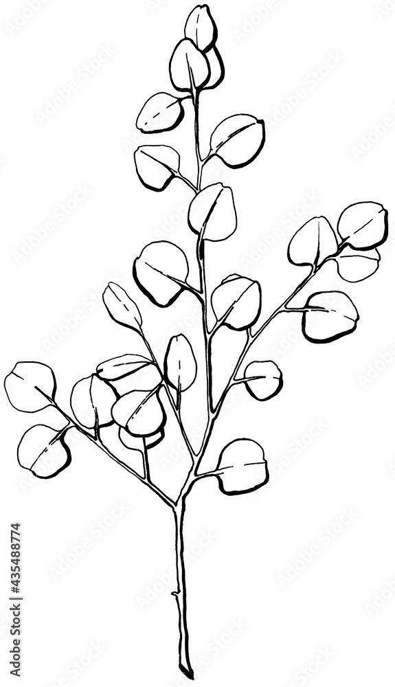 eucalyptus branch black and white graphics