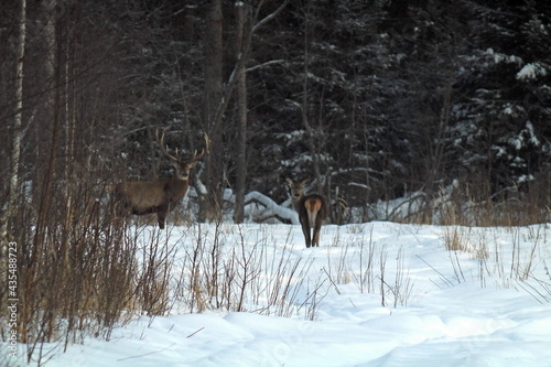 Deer with large branches of antlers on the background of the winter forest. Wildlife winter landscape with European deer. Beautiful wild animals