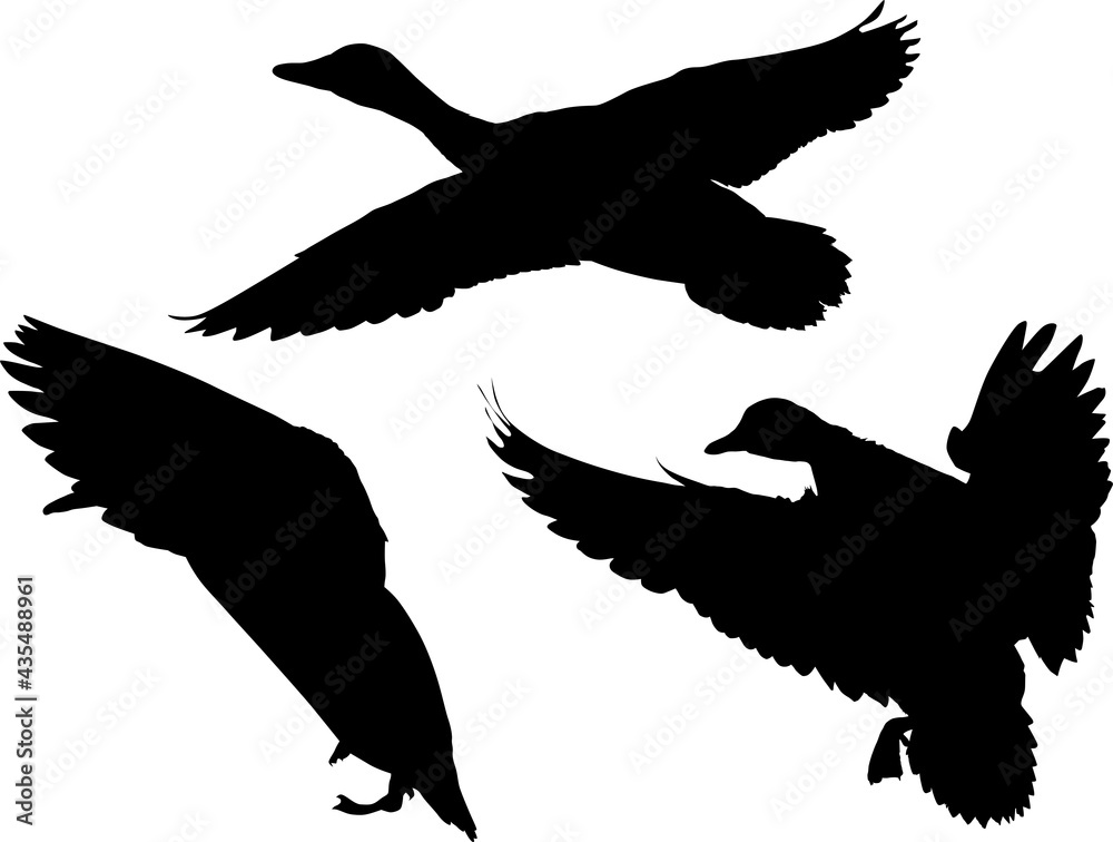 Obraz premium set of duck silhouettes isolated on white