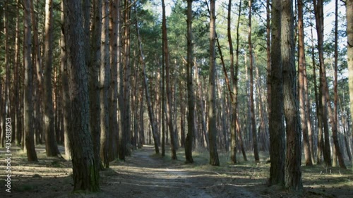 Road in a pine forest near the sea, sunny spring day