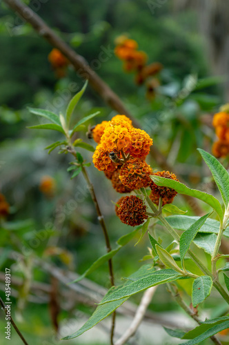 Buddleja globosa, also known as the orange-ball-tree, is a species of flowering plant endemic to Chile and Argentina