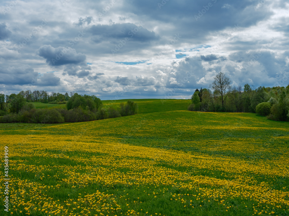 broken summer clouds over countryside fields and meadows in summer with yellow flowers broken summer clouds over countryside fields and meadows in summer with yellow flowers
