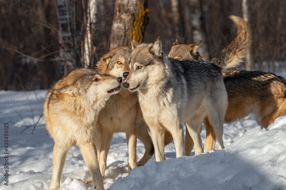 Grey Wolves (Canis lupus) Gather Together Sniffing and Wagging Winter Grey Wolves (Canis lupus) Gather Together Sniffing and Wagging Winter