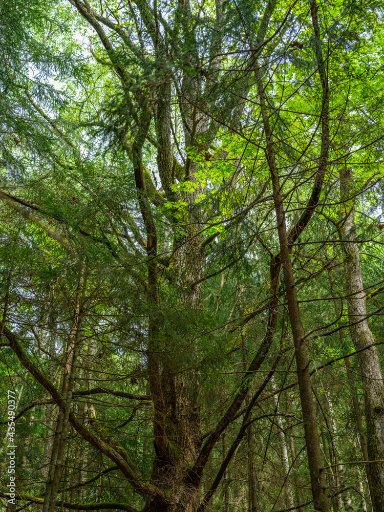 green summer forest with wet leaves and moss covered stones green summer forest with wet leaves and moss covered stones