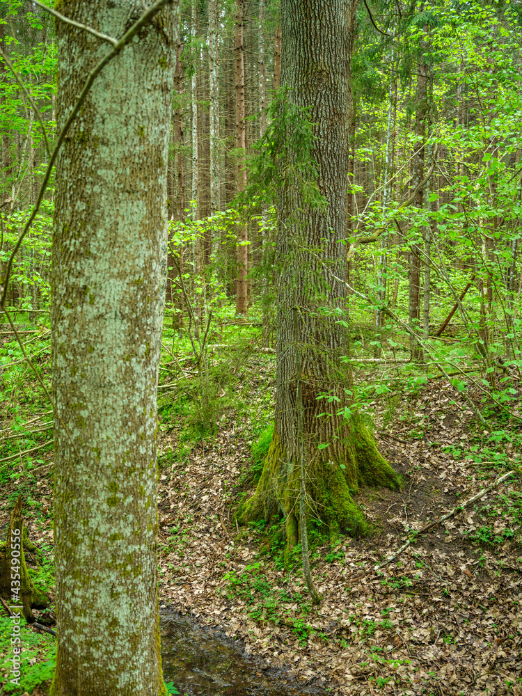 Fototapeta premium green summer forest with wet leaves and moss covered stones