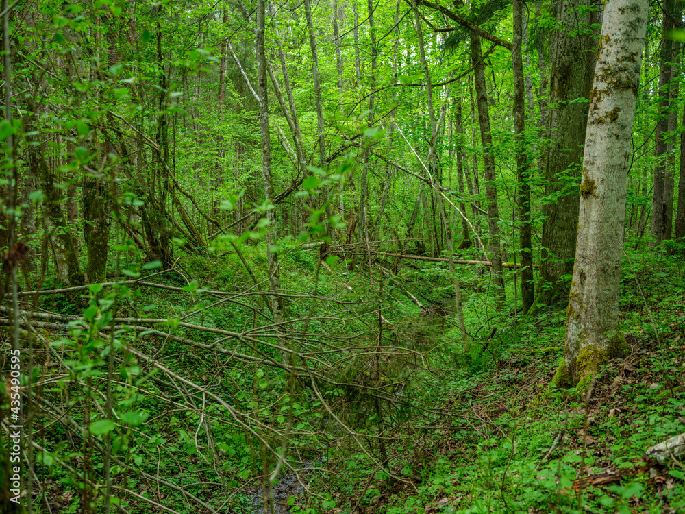 green summer forest with wet leaves and moss covered stones green summer forest with wet leaves and moss covered stones