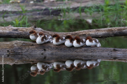 young ducks on a tree trunk