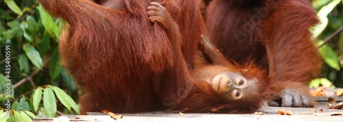  little Orang-Outang with his mother in Borneo's Forest