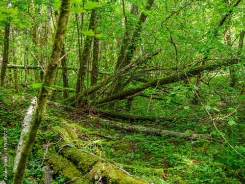 green summer forest with wet leaves and moss covered stones