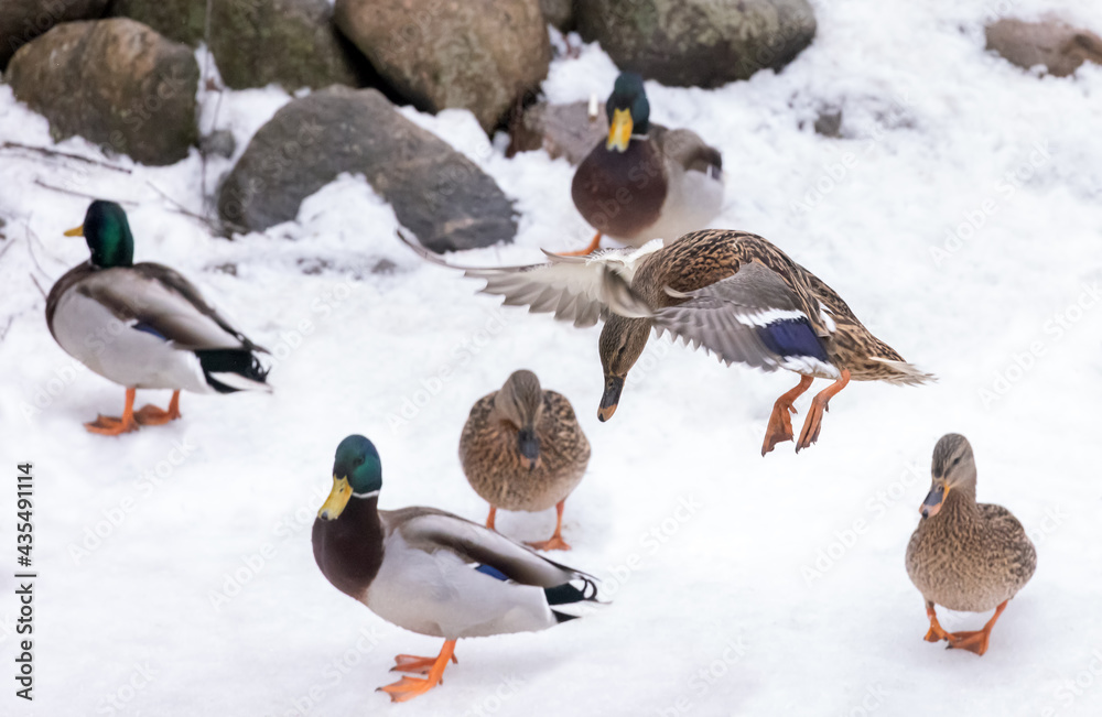 flying and standing on snow mallard duck flying and standing on snow mallard duck