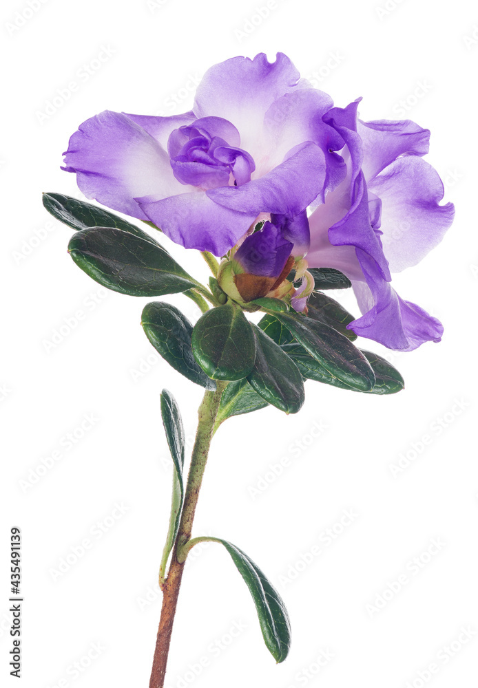 azalea branch with large lilac two blooms on white azalea branch with large lilac two blooms on white