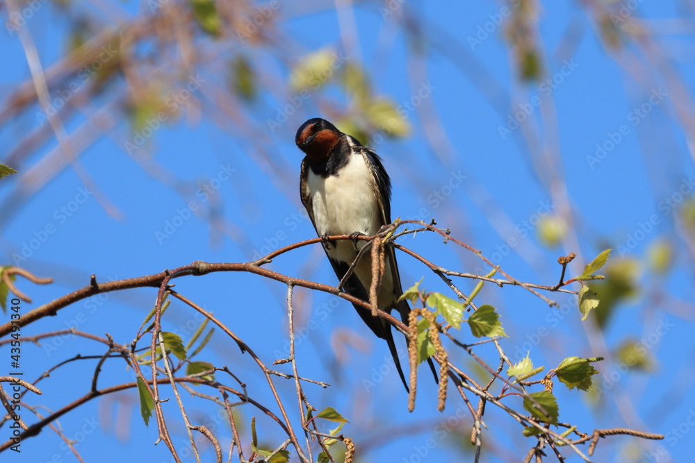 Naklejka premium swallow on a branch, Barn swallow, barn swallow, Poland