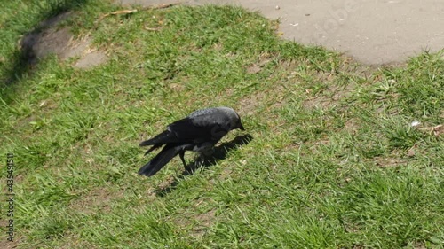 A jackdaw bird walks in the park and looks for food in the grass