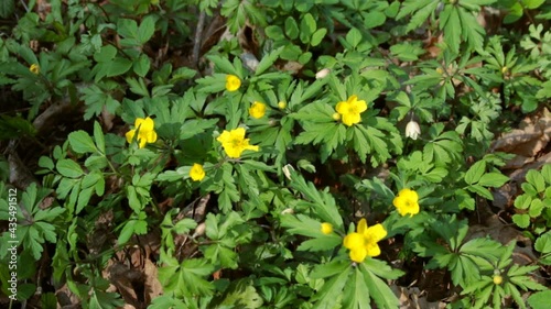 Yellow forest flowers in spring in sunny weather