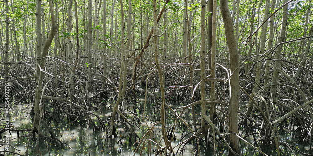 Fototapeta premium Natural mangrove vegetation with roots