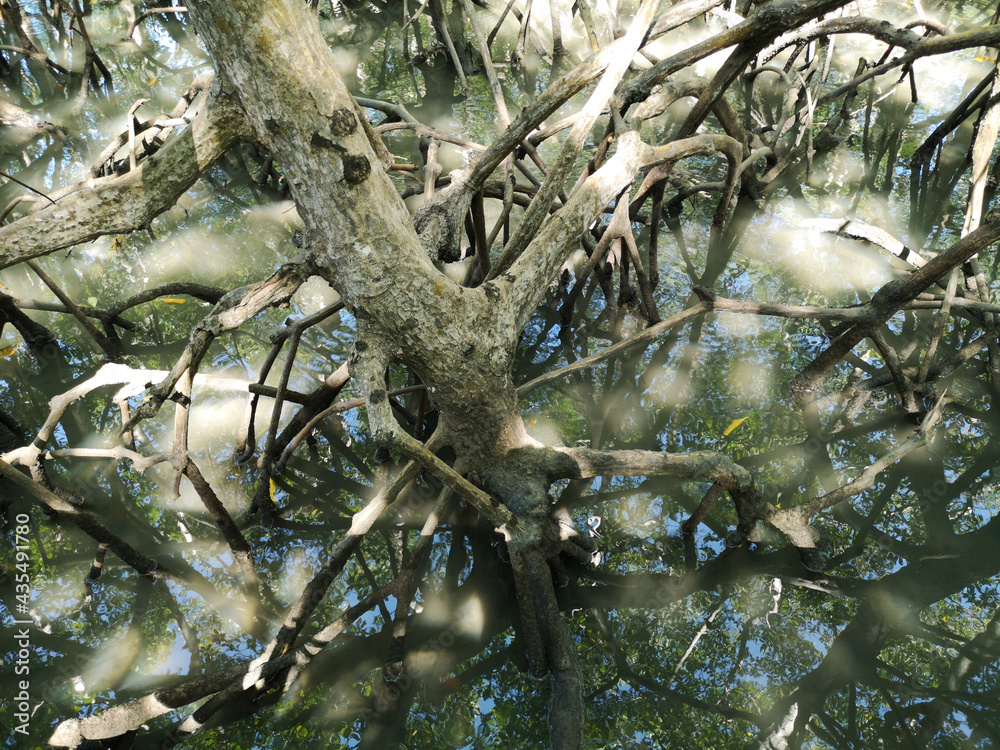 Natural mangrove vegetation with roots Natural mangrove vegetation with roots