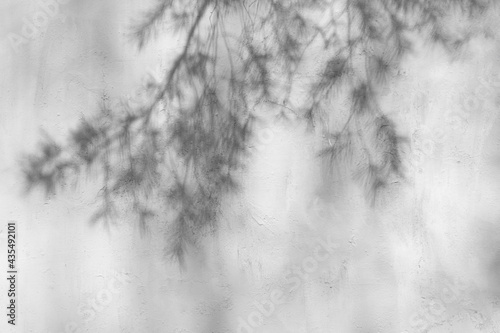 Tree shadow background and branches and leaves pattern on white dirty grunge cement texture wall. Abstract nature composition created by sunlight and shadows.