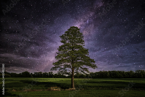 samotne drzewo w nocy pod drogą mleczną