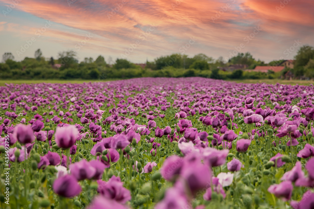 Papaver somniferum, commonly known as the opium poppy. Agricultural field in Serbia Papaver somniferum, commonly known as the opium poppy. Agricultural field in Serbia