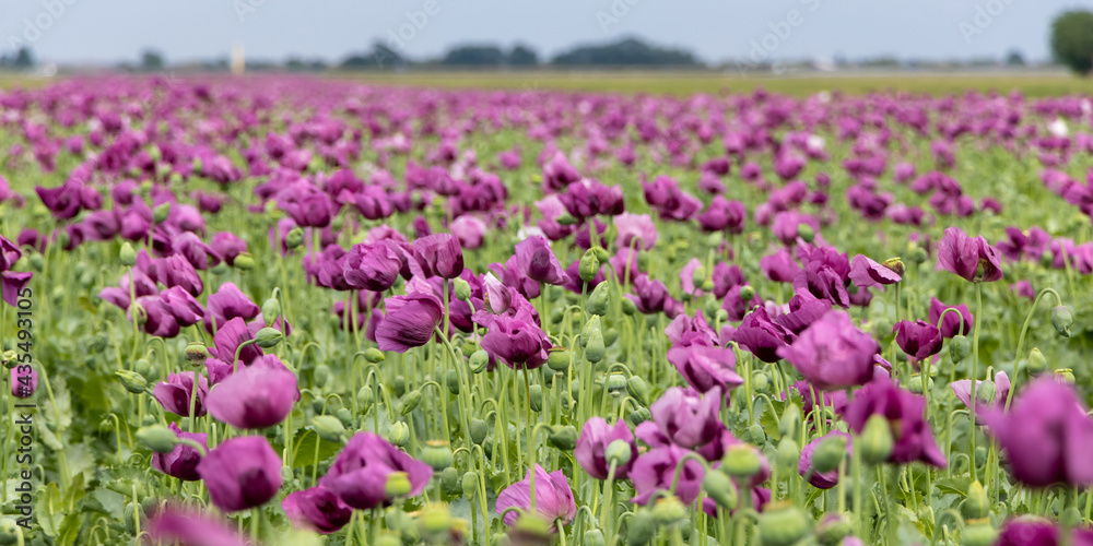 Papaver somniferum, commonly known as the opium poppy. Agricultural field in Serbia