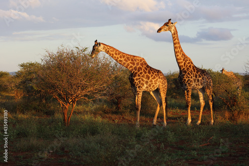 Photography Giraffe / Giraffe / Giraffa camelopardalis