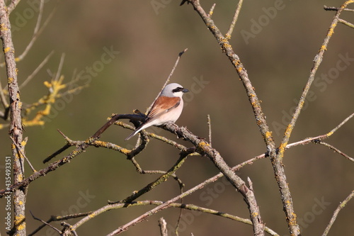 gander bird-red shrike shrike