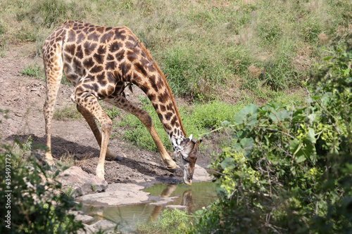 Photography Giraffe / Giraffe / Giraffa camelopardalis