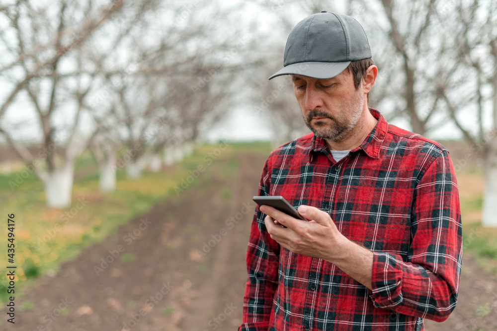 Farmer using mobile smart phone app in walnut fruit orchard, smart farming and modern technology Farmer using mobile smart phone app in walnut fruit orchard, smart farming and modern technology