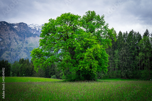 Landschaftsbild aus Österreich mit einem saftig grünen Eichenbaum 