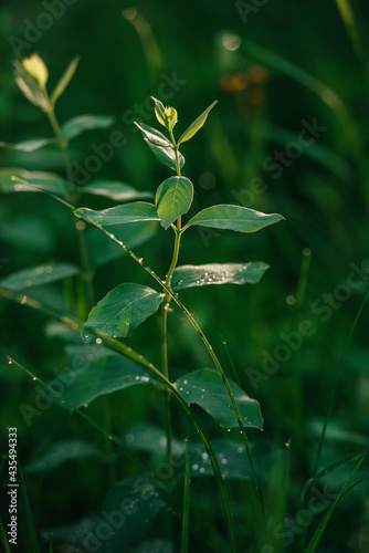 Green Fern © Rob