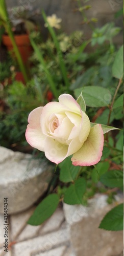 rosada y bella