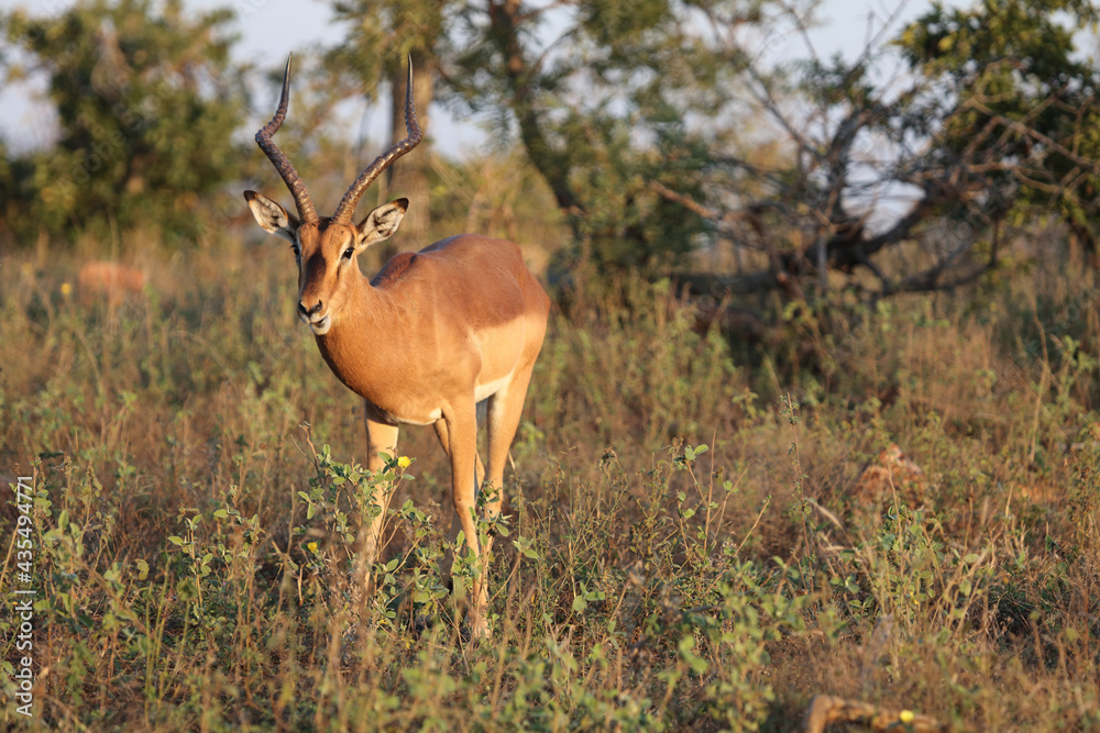 Schwarzfersenantilope / Impala / Aepyceros melampus