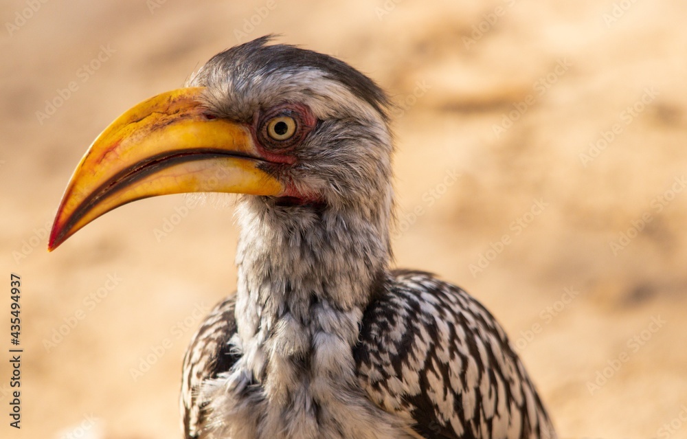 yellow billed hornbill