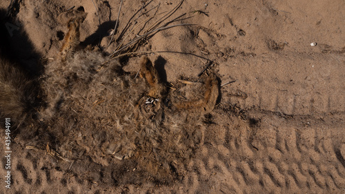 Roadkill. Top view of flattened jackal on sand road. The animal s head is disfigured and tire tracks are visible in the sand.