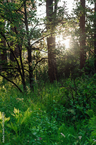 Summer Forest Sunlight © Rob
