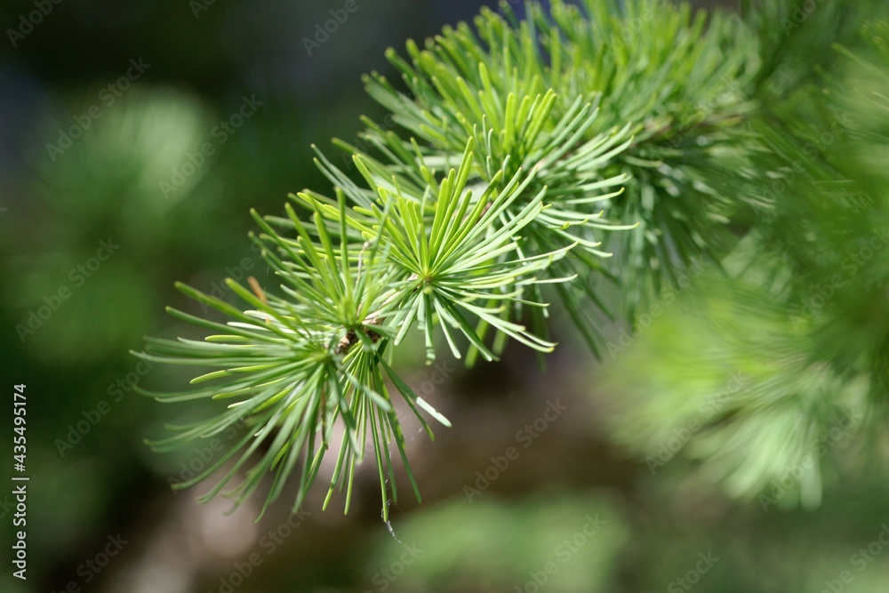 Needles of a Dahurian larch, Larix gmelinii Needles of a Dahurian larch, Larix gmelinii