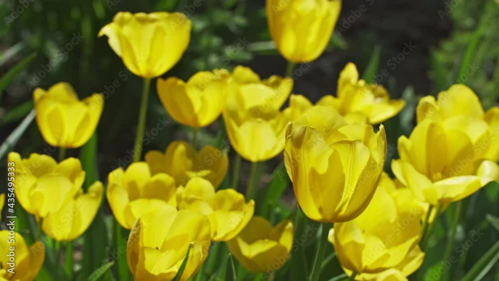 Beautiful yellow tulip flowers blooming close-up, 4k Beautiful yellow tulip flowers blooming close-up, 4k