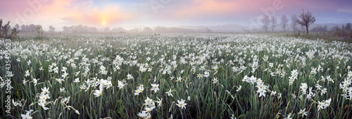 Daffodils in the fog