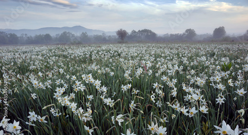 Daffodils in the fog
