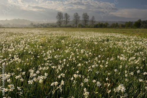 Daffodils in the fog